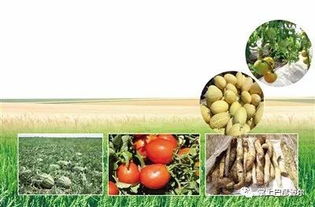 巴彦淖尔农产品地理标志产品 河套沃土孕育的塞外珍馐