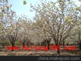 怀来县金海棠农产品贸易商行 专业供海棠树，品质与价格双重保障