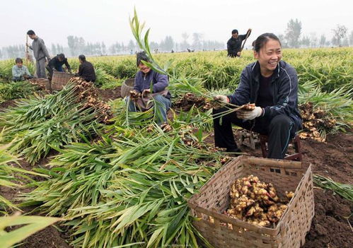农民应追求什么样的农产品品质